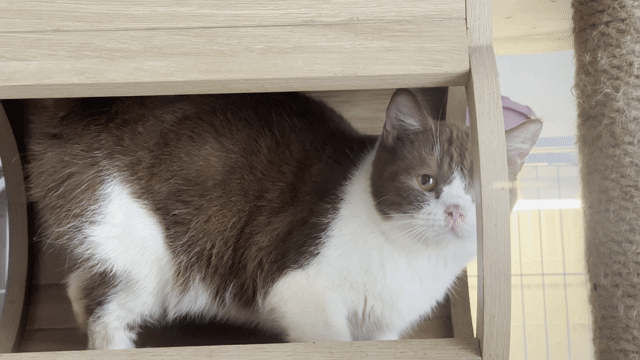 Mèo Bicolor Cái Nâu trắng đã sinh 1 lứa. Mua bán Mèo tại Quận Tân Phú Tp Hồ Chí Minh được đăng bởi QUYNH THI TITI hình 1
