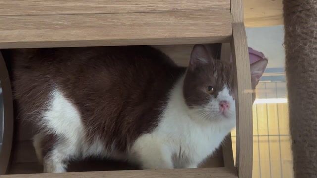 Mèo Bicolor Cái Nâu trắng đã sinh 1 lứa. Mua bán Mèo tại Quận Tân Phú Tp Hồ Chí Minh được đăng bởi QUYNH THI TITI hình 1