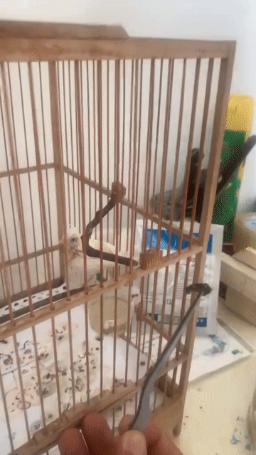 Chim chào mào bạch Trắng lỗi 1 mắt. Mua bán Chim tại Thị xã Bến Cát Bình Dương được đăng bởi Ngọc Phú hình 1
