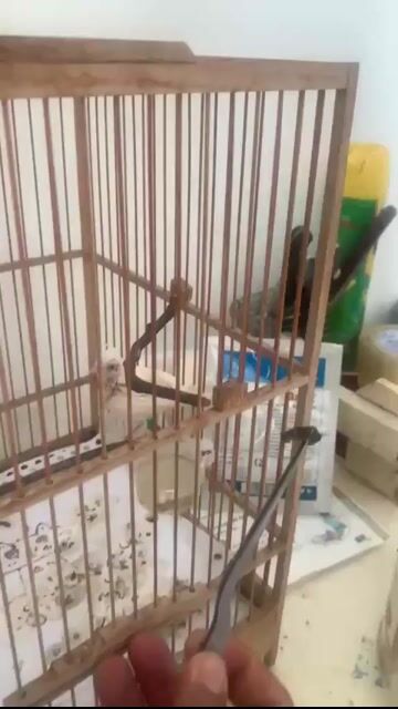 Chim chào mào bạch Trắng lỗi 1 mắt. Mua bán Chim tại Thị xã Bến Cát Bình Dương được đăng bởi Ngọc Phú hình 1