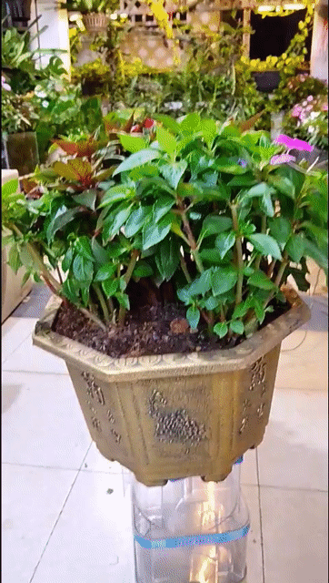 Chậu cây cảnh Gốm sứ Hoa Mai Địa Thảo Vàng đồng. Mua bán Cây cảnh, đồ trang trí tại Thành phố Thủ Đức Tp Hồ Chí Minh được đăng bởi Trung Đào hình 1