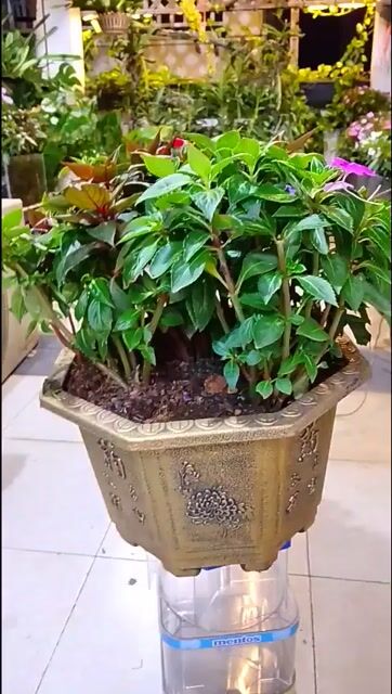 Chậu cây cảnh Gốm sứ Hoa Mai Địa Thảo Vàng đồng. Mua bán Cây cảnh, đồ trang trí tại Thành phố Thủ Đức Tp Hồ Chí Minh được đăng bởi Trung Đào hình 1