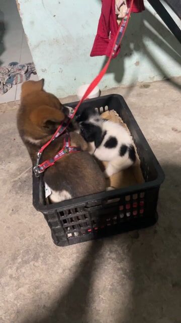 Chó Becgie F1 3 tháng tuổi. Mua bán Chó tại Huyện Bình Chánh Tp Hồ Chí Minh được đăng bởi Khánh Phan hình 1