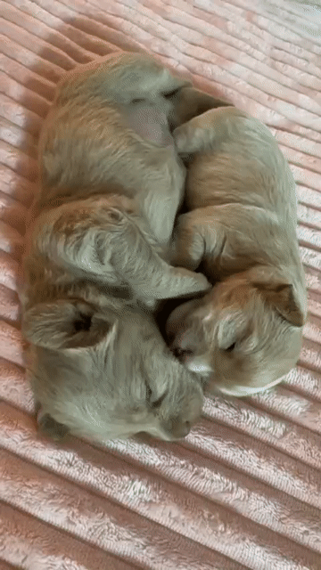 Chó con màu vàng kem. Mua bán Chó tại Quận Ngũ Hành Sơn Đà Nẵng được đăng bởi lương thiện hình 1