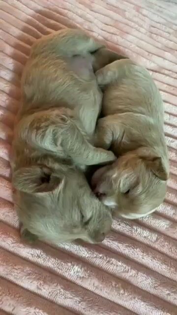 Chó con màu vàng kem. Mua bán Chó tại Quận Ngũ Hành Sơn Đà Nẵng được đăng bởi lương thiện hình 1