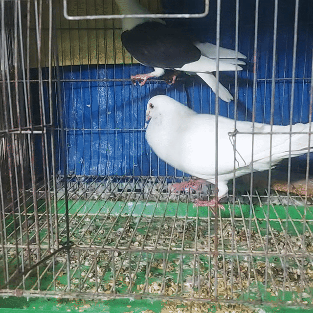 Bồ câu Trống To màu Trắng. Mua bán Chim tại Quận Bình Tân Tp Hồ Chí Minh được đăng bởi VINH  hình 1