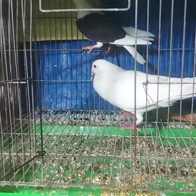 Bồ câu Trống To màu Trắng. Mua bán Chim tại Quận Bình Tân Tp Hồ Chí Minh được đăng bởi VINH  hình 1
