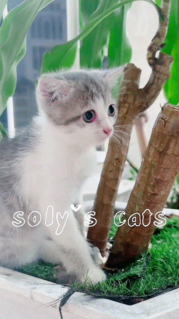 Mèo ALN nhỏ nhắn. Mua bán Mèo tại Huyện Hóc Môn Tp Hồ Chí Minh được đăng bởi SOLY CATS hình 1
