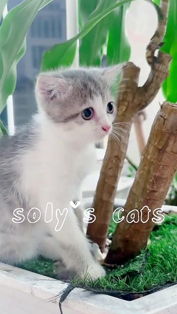 Mèo ALN nhỏ nhắn. Mua bán Mèo tại Huyện Hóc Môn Tp Hồ Chí Minh được đăng bởi SOLY CATS hình 1