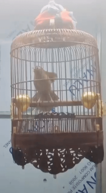 Mi Xoè Bệt Cầu Thuần Không Tật Lỗi. Mua bán Chim tại Quận Bình Thạnh Tp Hồ Chí Minh được đăng bởi Đỗ Hữu Cường hình 1