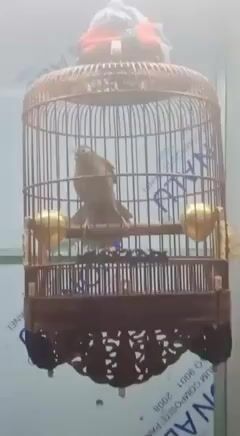 Mi Xoè Bệt Cầu Thuần Không Tật Lỗi. Mua bán Chim tại Quận Bình Thạnh Tp Hồ Chí Minh được đăng bởi Đỗ Hữu Cường hình 1