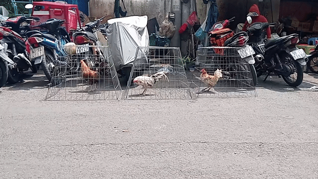 Bội tháp Kim loại Xếp gọn đã qua sử dụng. Mua bán Phụ kiện, Thức ăn, Dịch vụ tại Quận 1 Tp Hồ Chí Minh được đăng bởi Hoàng Phúc hình 1