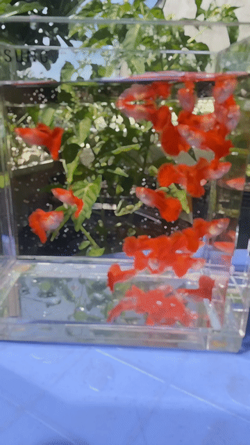 Cá bảy màu đỏ 5 cặp. Mua bán Thú cưng khác tại Quận 8 Tp Hồ Chí Minh được đăng bởi thivietanh hình 1