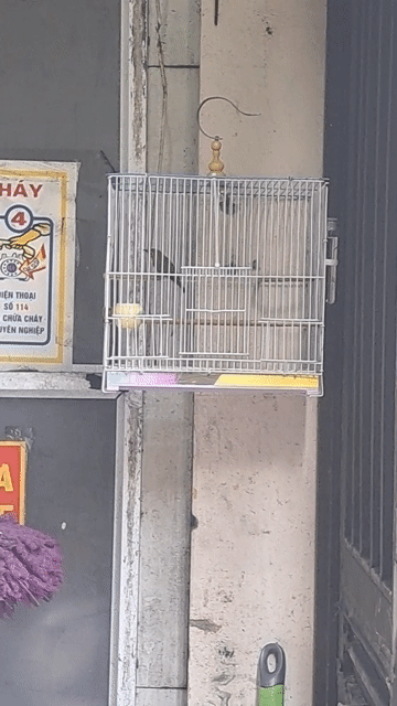 Chim Khuyên Bánh tẻ Siêng líu có lồng. Mua bán Chim tại Quận Nam Từ Liêm Hà Nội được đăng bởi đam mê hội tụ hình 1