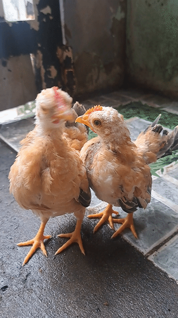 Gà con Serama trống . Mua bán Gà tại Thành phố Thuận An Bình Dương được đăng bởi Mỹ Linh hình 1