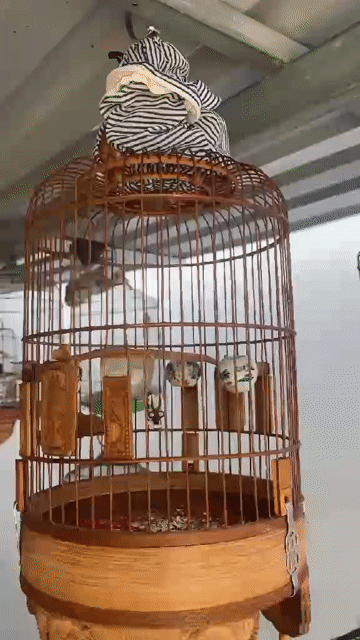 Chim sâu Đầu đỏ lai sâu dừa. Mua bán Chim tại Quận 12 Tp Hồ Chí Minh được đăng bởi A Đỏ hình 1