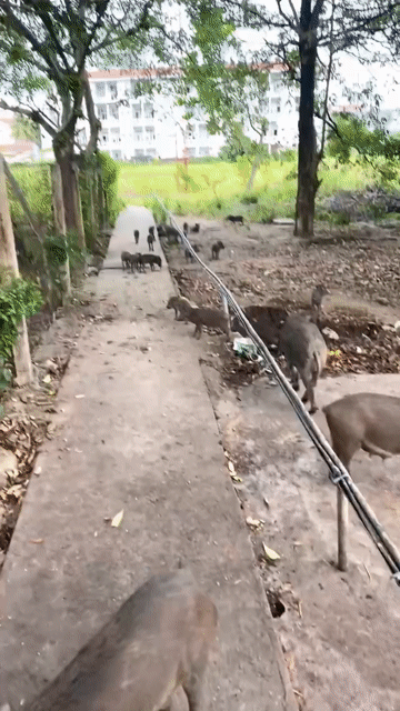 Heo Sọc Dưa bộ đội nuôi. Mua bán Thú cưng khác tại Quận Hải Châu Đà Nẵng được đăng bởi Phan Hà hình 1