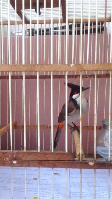 chào mào cúp cầu chữ C. Mua bán Chim tại Quận Tân Bình Tp Hồ Chí Minh được đăng bởi Minh Khôi hình 1