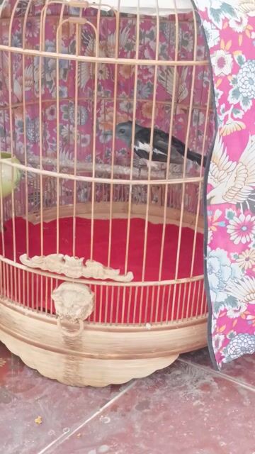 Choè than mái Xoè. Mua bán Chim tại Quận Gò Vấp Tp Hồ Chí Minh được đăng bởi Gas Bình Minh hình 1