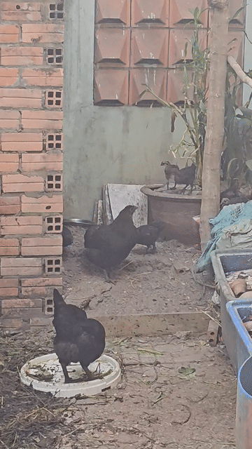 Gà đen HMông Đen Siêu Bổ dưỡng. Mua bán Gà tại Huyện Đức Hòa Long An được đăng bởi Đanlt Mcer hình 1
