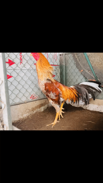 xám vàng 3,5kg lẻ. Mua bán Gà tại Thành phố Rạch Giá Kiên Giang được đăng bởi Đức Bảo Trần hình 1