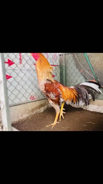 xám vàng 3,5kg lẻ. Mua bán Gà tại Thành phố Rạch Giá Kiên Giang được đăng bởi Đức Bảo Trần hình 1