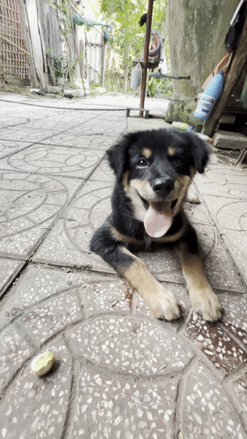 Kềm cắt móng Cat&Dog Thép không gỉ. Mua bán Phụ kiện, Thức ăn, Dịch vụ tại Huyện Tam Bình Vĩnh Long được đăng bởi Út Nhí hình 1