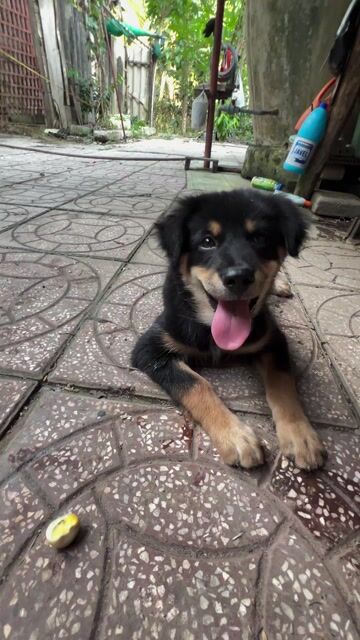 Kềm cắt móng Cat&Dog Thép không gỉ. Mua bán Phụ kiện, Thức ăn, Dịch vụ tại Huyện Tam Bình Vĩnh Long được đăng bởi Út Nhí hình 1