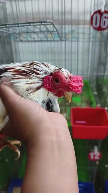 Gà tre tre bắc  Trắng, Nâu, Đen. Mua bán Gà tại Huyện Bình Chánh Tp Hồ Chí Minh được đăng bởi Trương hình 1