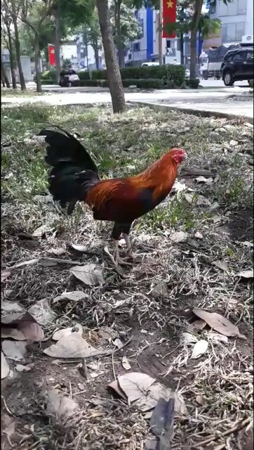 Điều cuban weater 1k5 zin 💯. Mua bán Gà tại Quận 5 Tp Hồ Chí Minh được đăng bởi Minh Ma Cam hình 1