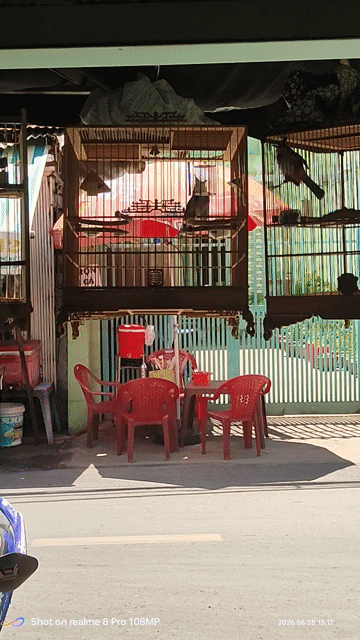 Chim bổi yếu lửa lọt giọng hoảng. Mua bán Chim tại Quận Gò Vấp Tp Hồ Chí Minh được đăng bởi An hình 1