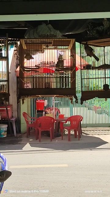 Chim bổi yếu lửa lọt giọng hoảng. Mua bán Chim tại Quận Gò Vấp Tp Hồ Chí Minh được đăng bởi An hình 1