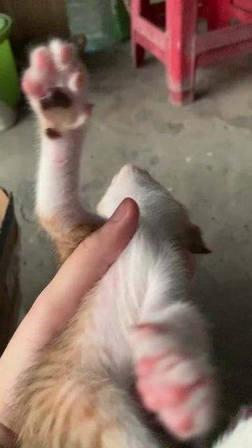 tặng mèo nhà. Mua bán Mèo tại Thành phố Mỹ Tho Tiền Giang được đăng bởi mèo mưa hình 1