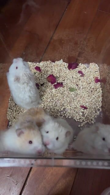 Hamster bear tạng to F2 thuần Trung đực. Mua bán Thú cưng khác tại Quận 12 Tp Hồ Chí Minh được đăng bởi Lê My hình 1