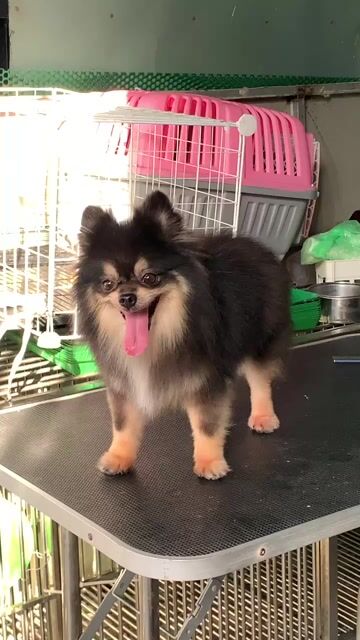 Chó Phốc Sóc đã tiêm phòng. Mua bán Chó tại Quận 3 Tp Hồ Chí Minh được đăng bởi Tên chưa cung cấp hình 1