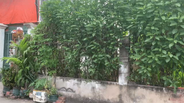 Cho thuê Đất Quận 12 Tp Hồ Chí Minh diện tích 152 m² giá 6 triệu/tháng