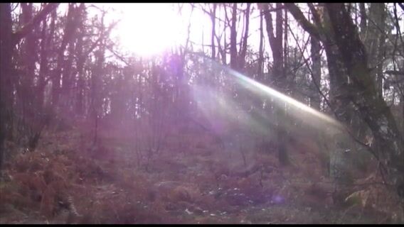 De l'arbre à la charpente
