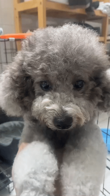 Chó Poodle Cái 1 tuổi màu Xám. Mua bán Chó tại Quận 8 Tp Hồ Chí Minh được đăng bởi mẫn hình 1