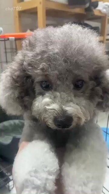 Chó Poodle Cái 1 tuổi màu Xám. Mua bán Chó tại Quận 8 Tp Hồ Chí Minh được đăng bởi mẫn hình 1