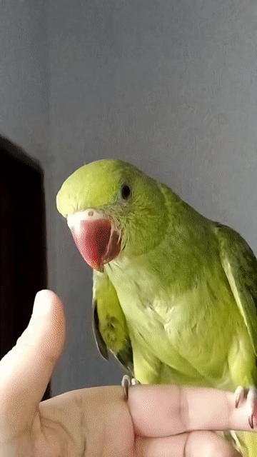 Thú cưng Vàng 1-2 tháng tuổi. Mua bán Thú cưng khác tại Huyện Bàu Bàng Bình Dương được đăng bởi H hình 1