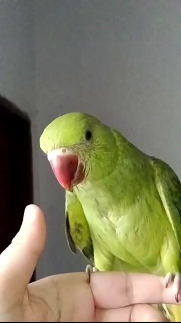 Thú cưng Vàng 1-2 tháng tuổi. Mua bán Thú cưng khác tại Huyện Bàu Bàng Bình Dương được đăng bởi H hình 1
