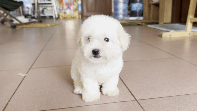 Bé chó Poodle tiny trắng dễ thương nhà nuôi. Mua bán Chó tại Quận 8 Tp Hồ Chí Minh được đăng bởi tân hình 1