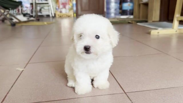 Bé chó Poodle tiny trắng dễ thương nhà nuôi. Mua bán Chó tại Quận 8 Tp Hồ Chí Minh được đăng bởi tân hình 1