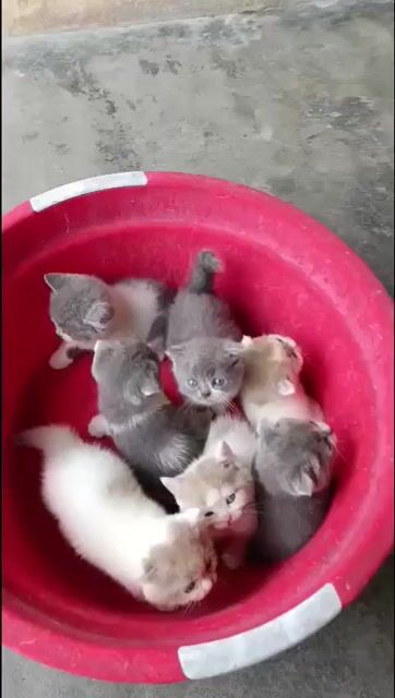 Mèo Anh lông ngắn Bi Lilac đẹp lạ. Mua bán Mèo tại Quận Thanh Khê Đà Nẵng được đăng bởi Chaien Pet Shop hình 1