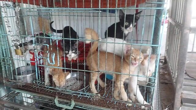 nhận giữ chó mèo. Mua bán Mèo tại Quận Gò Vấp Tp Hồ Chí Minh được đăng bởi thanhthai632005 hình 1