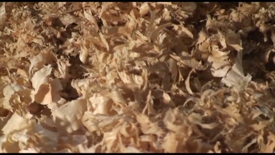 Vous ne resterez pas de bois