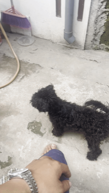 Chó Poodle cái đen. Mua bán Chó tại Quận Nam Từ Liêm Hà Nội được đăng bởi Tủ Lạnh Sinh Viên hình 1