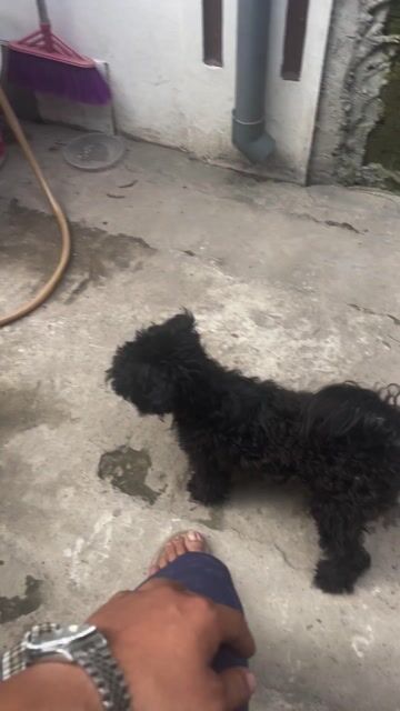 Chó Poodle cái đen. Mua bán Chó tại Quận Nam Từ Liêm Hà Nội được đăng bởi Tủ Lạnh Sinh Viên hình 1