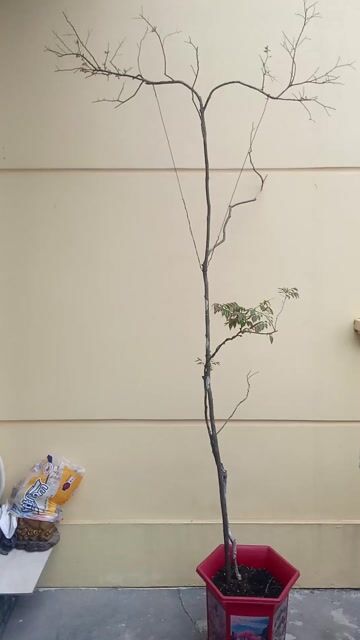 Cây cảnh Muội hồng búp đỏ 2m5. Mua bán Cây cảnh, đồ trang trí tại Huyện An Dương Hải Phòng được đăng bởi lexus hình 1