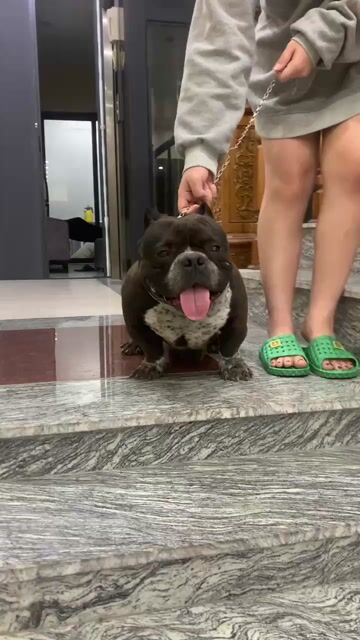 Chó Bully đực. Mua bán Chó tại Quận Hà Đông Hà Nội được đăng bởi Lê Đình Đức hình 1